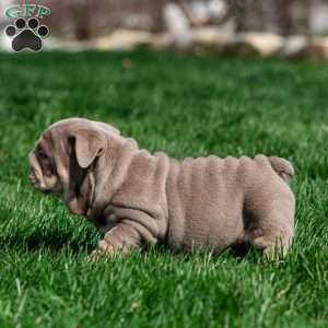 Indigo Pearl, English Bulldog Puppy